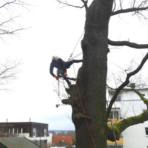 Resistograph-Bohrung mithilfe eines Baumkletterers