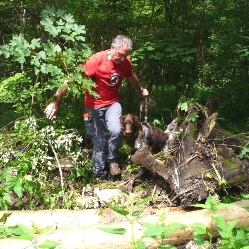 Pathogen-Spürhund Mäx bei der Suche