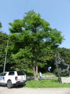 Untersuchung einer Robinie