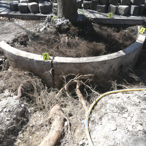 Wurzelsuche im Zuge von Sanierungsarbeiten