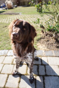 Gehölz-Pathogen-Spürhund Jim