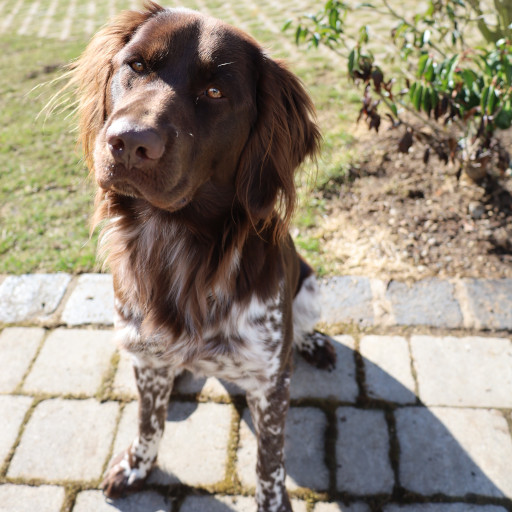 Spürhund Jim